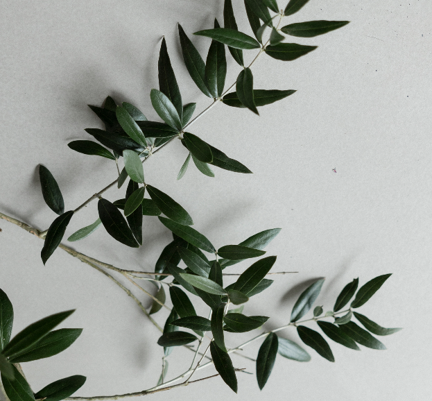 Leaves Olijftak