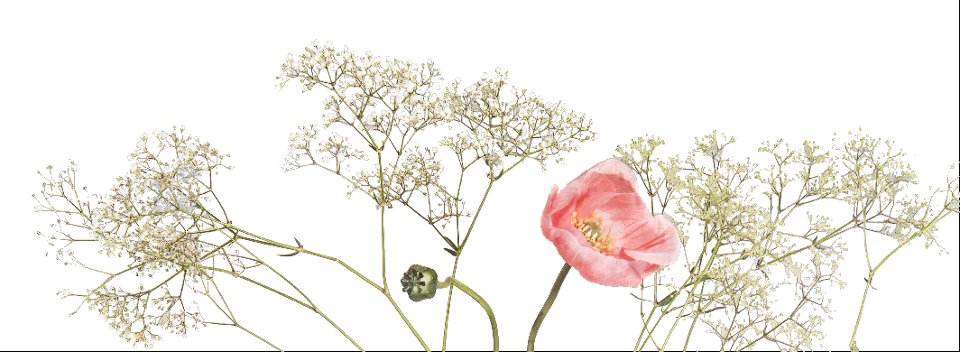 Veldbloemen Veldbloemen