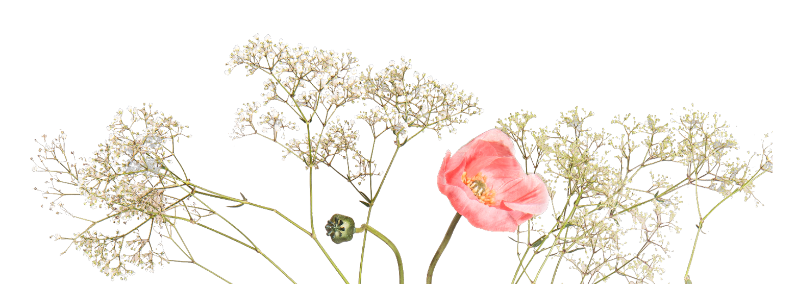 Veldbloemen Veldbloemen